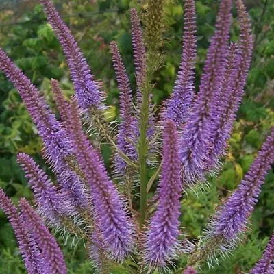 Вероникаструм ФАСЦИНЕЙШН  Вероникаструм ФАСЦИНЕЙШН в Саратове