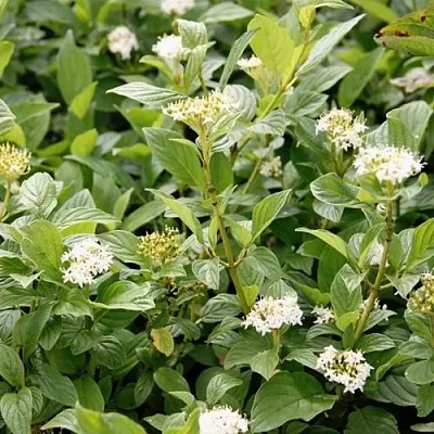 Дерен ФЛАВИРАМЕА отпрысковый   Дерен ФЛАВИРАМЕА отпрысковый  в Саратове