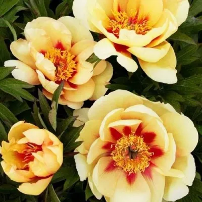 Пион БОРДЕР ЧАРМ ито-гибрид — описание сорта Пион БОРДЕР ЧАРМ ито-гибрид в Саратове