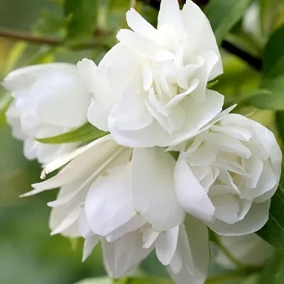 Жасмин МАНТО Д’ЭРМИН  Жасмин МАНТО Д’ЭРМИН в Саратове