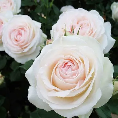 Саженцы роз ПАЛЕ РОЯЛЬ плетистая  Саженцы роз ПАЛЕ РОЯЛЬ плетистая в Саратове