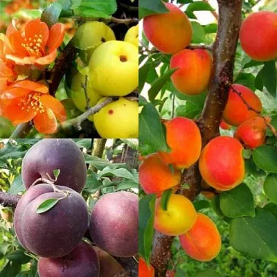 Комплект САД ДЛЯ ГУРМАНА в Саратове