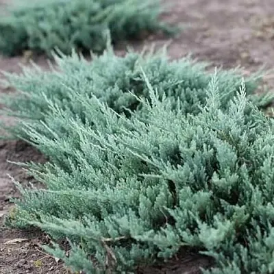 Можжевельник БЛЮ ЧИП горизонтальный в Саратове