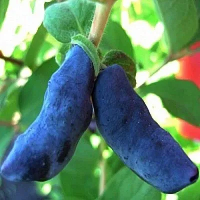 Жимолость съедобная БАКЧАРСКИЙ ВЕЛИКАН  Жимолость съедобная БАКЧАРСКИЙ ВЕЛИКАН в Саратове