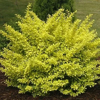 Барбарис АУРЕА тунберга  Барбарис АУРЕА тунберга в Саратове