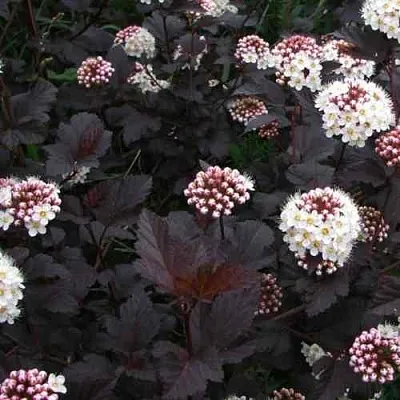 Пузыреплодник ДИАБЛО  Пузыреплодник ДИАБЛО в Саратове