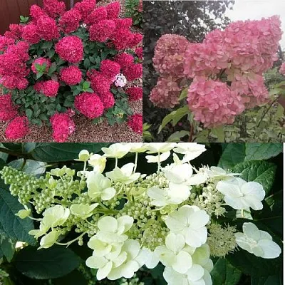 Комплект САД ЭМОЦИЙ в Саратове