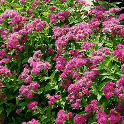 Спирея КРИСПА японская в Саратове