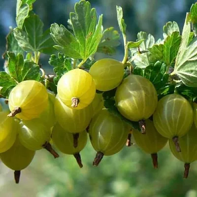 Крыжовник ХИННОНМАЙНЕН КЕЛЬТАЙНЕН  Крыжовник ХИННОНМАЙНЕН КЕЛЬТАЙНЕН в Саратове