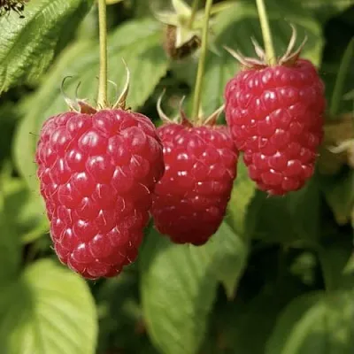 Малина МАПЕМА   Малина МАПЕМА  в Саратове