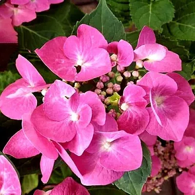 Гортензия ТАУБЕ крупнолистная  Гортензия ТАУБЕ крупнолистная в Саратове