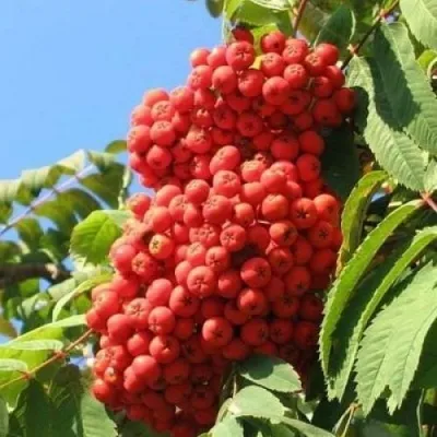 Рябина НЕВЕЖИНСКАЯ сладкоплодная — описание сорта Рябина НЕВЕЖИНСКАЯ сладкоплодная в Саратове