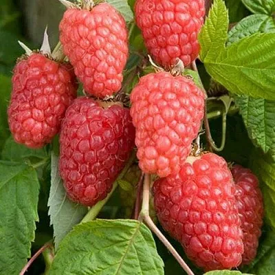 Малина КАСКАД ДЕЛАЙТ  Малина КАСКАД ДЕЛАЙТ в Саратове