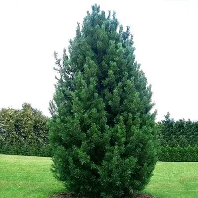 Сосна кедровая  в Саратове