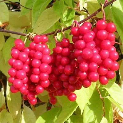 Лимонник ПЕРВЕНЕЦ китайский  Лимонник ПЕРВЕНЕЦ китайский в Саратове