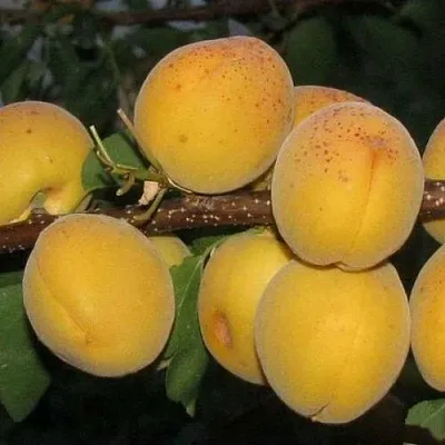 Абрикос ДЕСЕРТНЫЙ ГОЛУБЕВА  Абрикос ДЕСЕРТНЫЙ ГОЛУБЕВА в Саратове