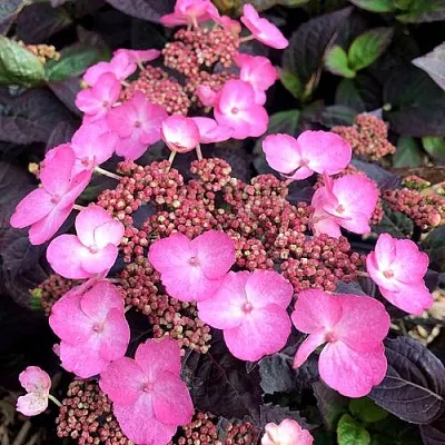 Гортензия ДАРЕДЕВИЛ пильчатая  Гортензия ДАРЕДЕВИЛ пильчатая в Саратове