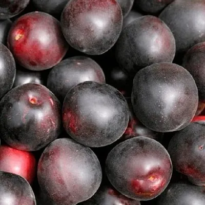 Абрикос ЧЕРНЫЙ ПРИНЦ  Абрикос ЧЕРНЫЙ ПРИНЦ в Саратове