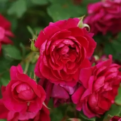 Саженцы роз КВАДРА плетистая  Саженцы роз КВАДРА плетистая в Саратове