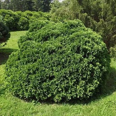 Туя УМБРАКУЛИФЕРА западная в Саратове