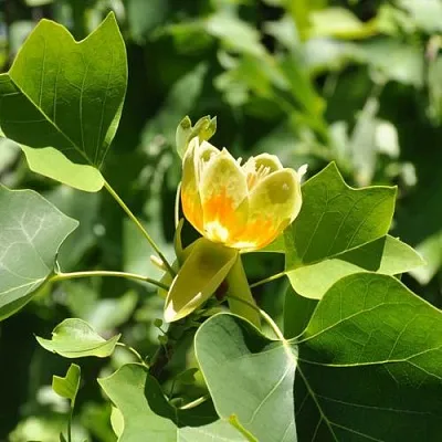 ЛИРИОДЕНДРОН тюльпанный  ЛИРИОДЕНДРОН тюльпанный в Саратове