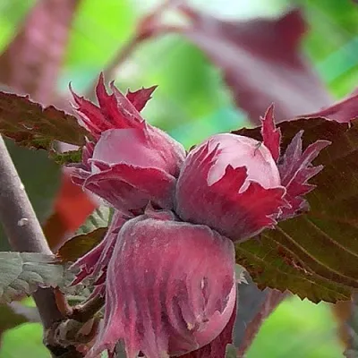 Фундук КАРДИНАЛ  Фундук КАРДИНАЛ в Саратове