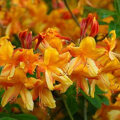 Азалия ОРАНЖ ХИТ листопадная в Саратове