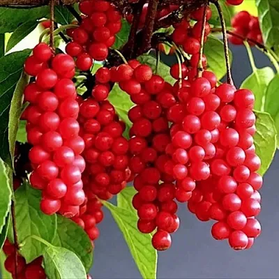 Лимонник САДОВЫЙ 1 китайский   Лимонник САДОВЫЙ 1 китайский  в Саратове