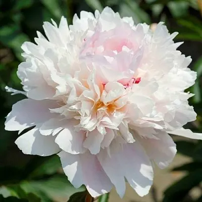 Пион АЛЕРТИ травянистый  Пион АЛЕРТИ травянистый в Саратове