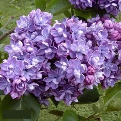 Сирень АМИ ШОТТ в Саратове