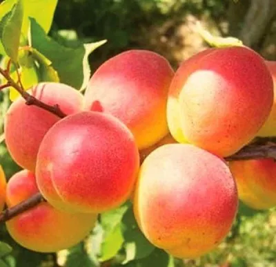 Абрикос NJA-19  Абрикос NJA-19 в Саратове