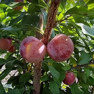 Плуот ГЕО ПРАЙД  Плуот ГЕО ПРАЙД в Саратове