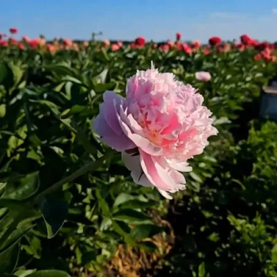 Пион ИМПЕРАТОРСКАЯ НАЛОЖНИЦА древовидный в Саратове