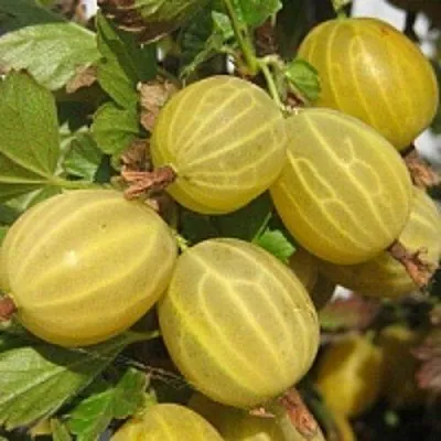 Крыжовник КУРШУ ДЗИНТАРС  Крыжовник КУРШУ ДЗИНТАРС в Саратове