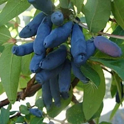 Жимолость съедобная ГОРДОСТЬ БАКЧАРА  Жимолость съедобная ГОРДОСТЬ БАКЧАРА в Саратове