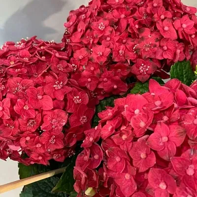 Гортензия ЭНДЛЕСС САММЕР ЛАВ крупнолистная  Гортензия ЭНДЛЕСС САММЕР ЛАВ крупнолистная в Саратове