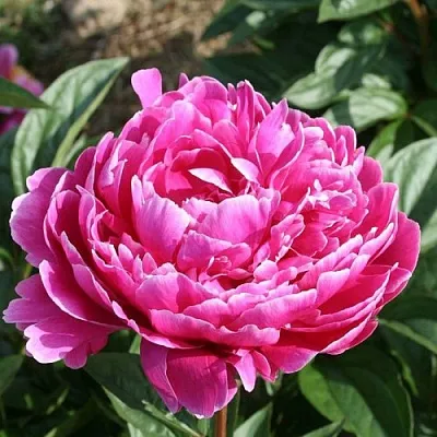 Пион СЕБАСТЬЯН МААС травянистый  Пион СЕБАСТЬЯН МААС травянистый в Саратове