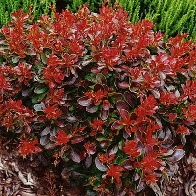 Барбарис КАРМЕН тунберга  Барбарис КАРМЕН тунберга в Саратове