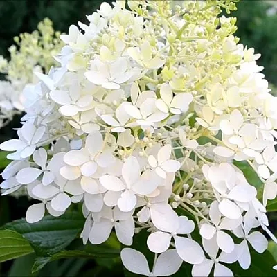 Гортензия ЭРЛИ ГАРРИ метельчатая  Гортензия ЭРЛИ ГАРРИ метельчатая в Саратове