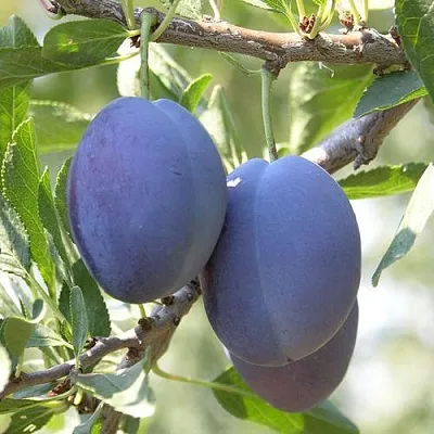 Слива СТЭНЛИ  Слива СТЭНЛИ в Саратове