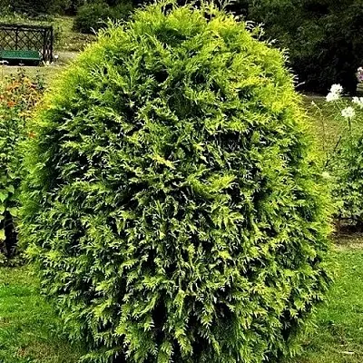 Туя ТИП ТОП западная в Саратове