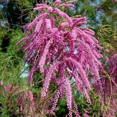 Тамарикс ПИНК КАСКАД  Тамарикс ПИНК КАСКАД в Саратове