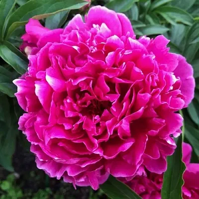 Пион КАРЛ РОЗЕНФЕЛЬД травянистый  Пион КАРЛ РОЗЕНФЕЛЬД травянистый в Саратове