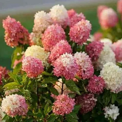 Гортензия ТАЧ ОФ ПИНК метельчатая  Гортензия ТАЧ ОФ ПИНК метельчатая в Саратове
