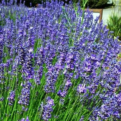 Лаванда ФЕНОМЕНАЛ узколистная  Лаванда ФЕНОМЕНАЛ узколистная в Саратове