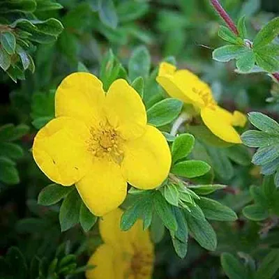 Лапчатка ГОЛДСТАР кустарниковая в Саратове