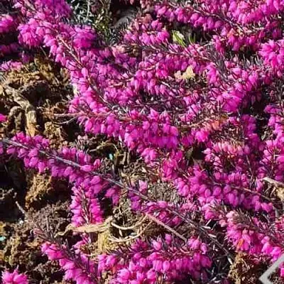 ЭРИКА "АЛЬПИЙСКИЙ ВЕРЕСК" (зимующая) сорт АТРОРУБРА  ЭРИКА "АЛЬПИЙСКИЙ ВЕРЕСК" (зимующая) сорт АТРОРУБРА в Саратове