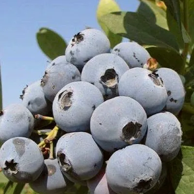 Голубика ЦУКЕР ТРАУБЕ  Голубика ЦУКЕР ТРАУБЕ в Саратове