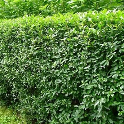 Бирючина обыкновенная  Бирючина обыкновенная в Саратове