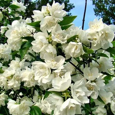 Жасмин ДЕНИСКИНЫ РАССКАЗЫ  Жасмин ДЕНИСКИНЫ РАССКАЗЫ в Саратове